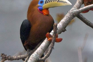 Rhino birds - непальський та sugasest kalao Rhino birds - непальський та sugasest kalao